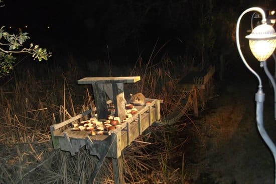 Joes Bar and Grill Myrtle Beach SC